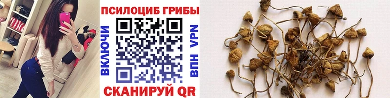 Купить закладки  Новочебоксарск  Псилоцибиновые грибы Magic Shrooms 